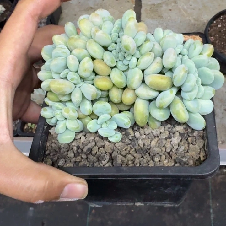 洛神 缀化 一物一拍