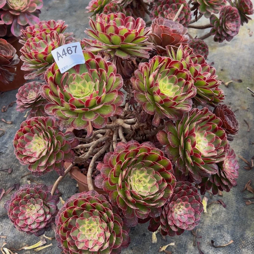 无花朵467红腹轮