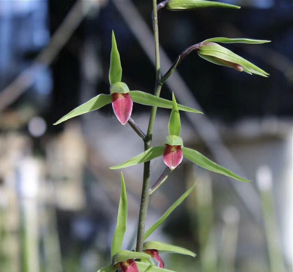 大叶寒兰【雪中红】老种浓香型红舌名贵室内好养易栽培兰花