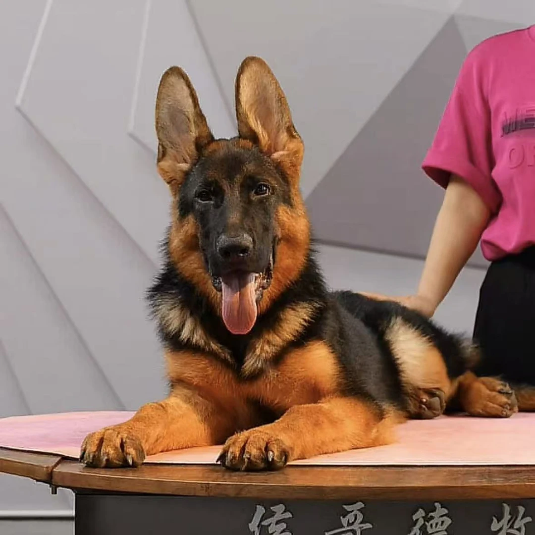 【西德甄选】西德牧羊犬奥丁幼犬公  暴风