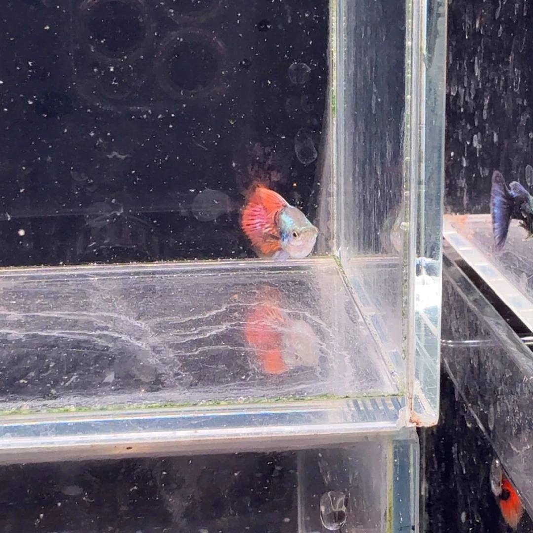 孔雀鱼七彩龙鳞球1对