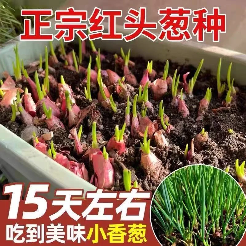 正宗四季小香葱火葱头盆栽红葱头新鲜易活食用种植香葱