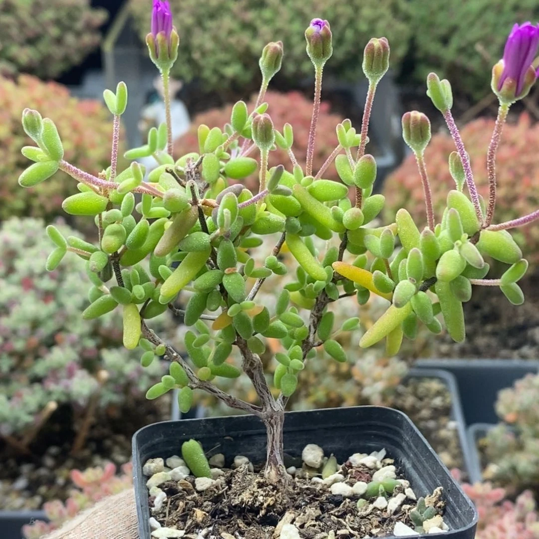 尘*碧玺7901枝干番杏