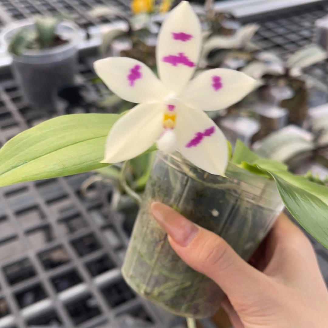 完全开放蝴蝶兰蝴蝶兰