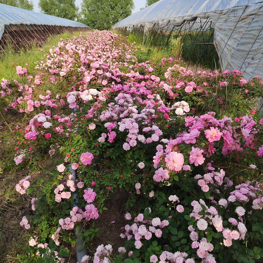 粉蝶，耐寒，宿根花卉