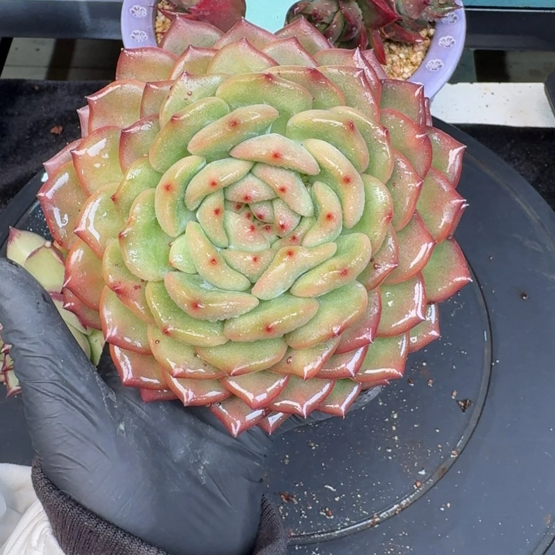 从前慢多肉精选编号1226.173