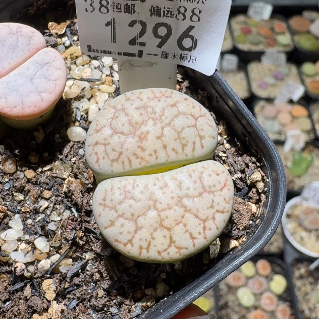 老板亏本便宜卖1296