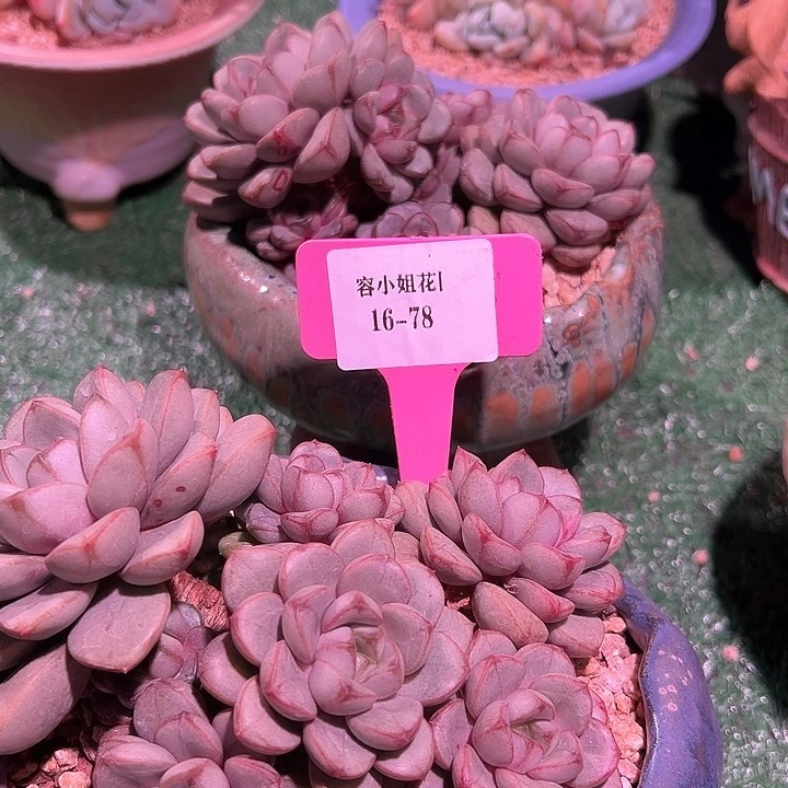 16.78葡萄一个带盆