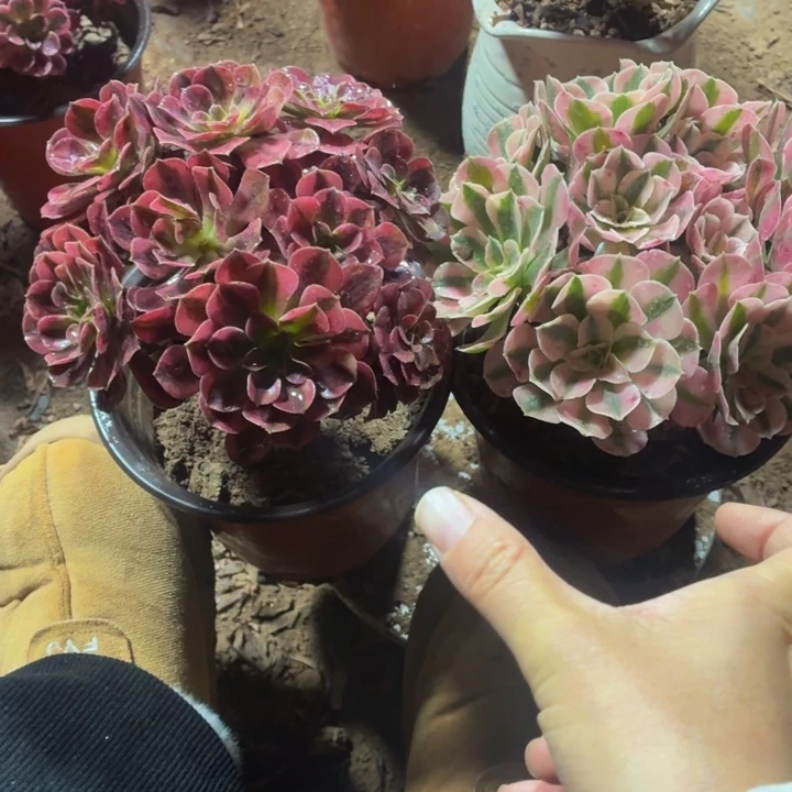 粉女巫美杜莎包邮福利15.8