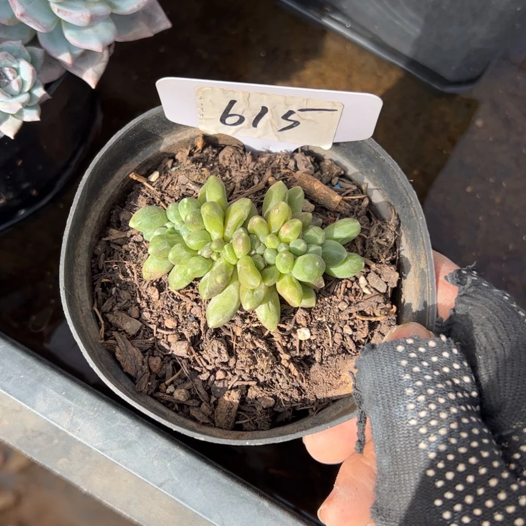 子****?615号多肉植物