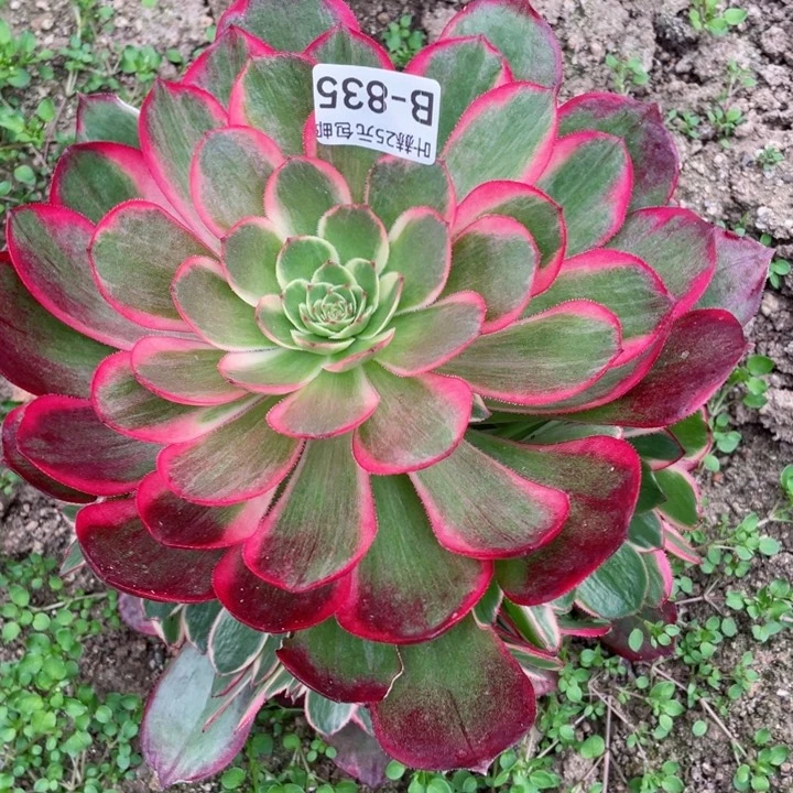 835粉花妖多肉12345678