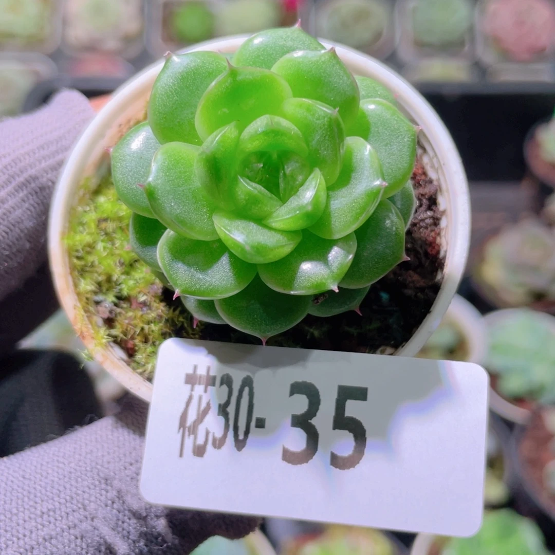 花利美30-35新品珍妮