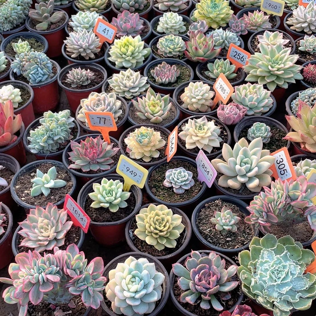 满***溢547号两个一组多肉