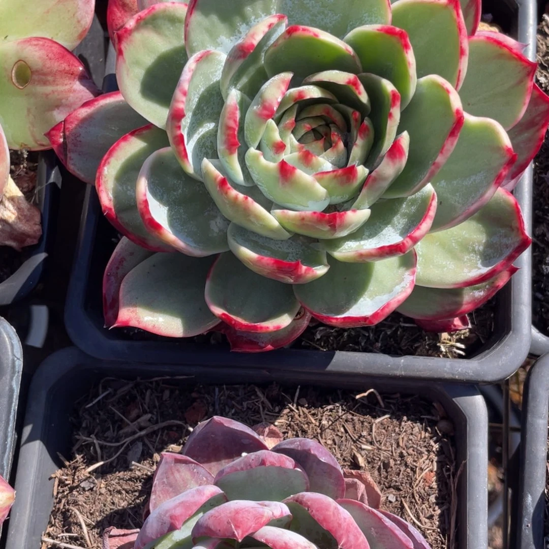 惊鸿仙子冠服17左右