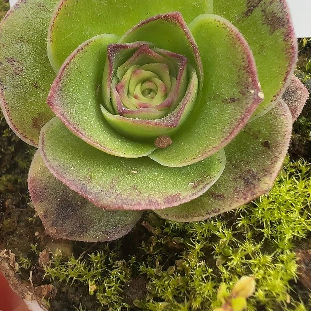 陈陈902揽月x揽月sp开播福利