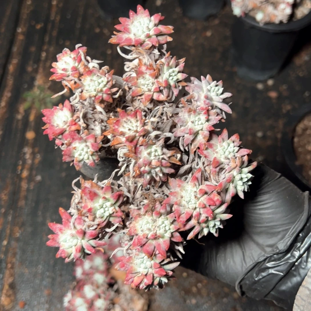 8183哈哈哈哈哈哈哈哈