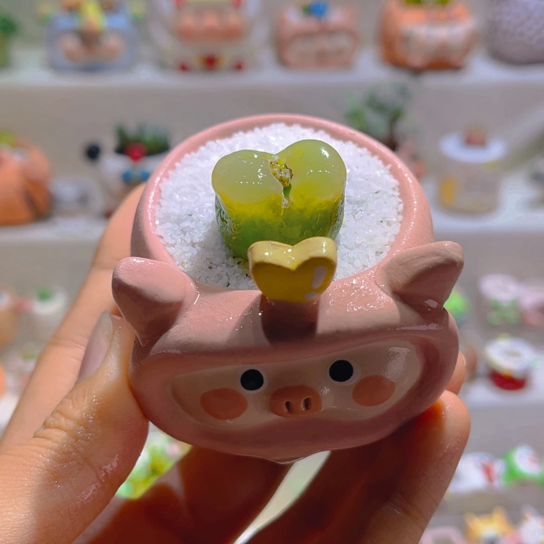 012高端多肉带盆土一套38