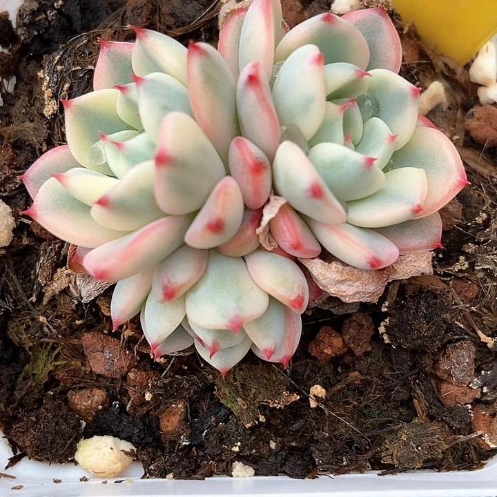 多肉植物忌廉锦6111