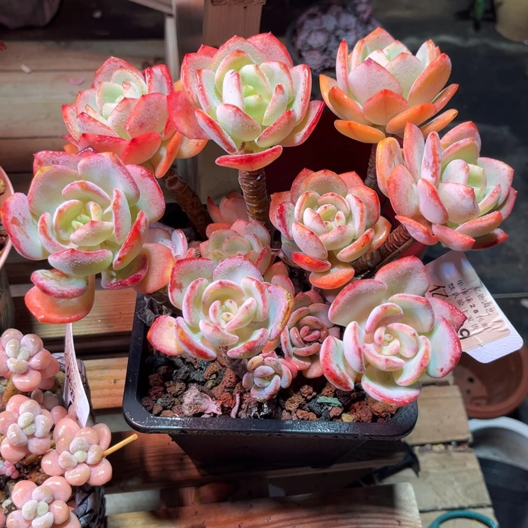 白月光满20包邮一物一拍