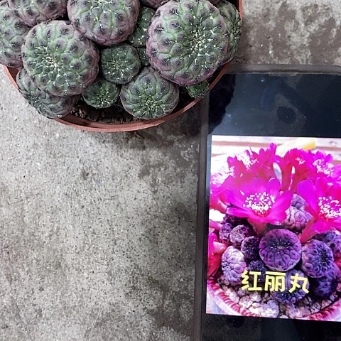 红丽王，7-10公分左右