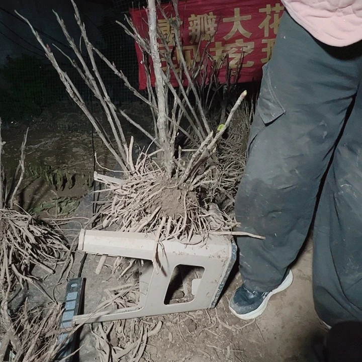 当前无花栽培后可以开花迎日红