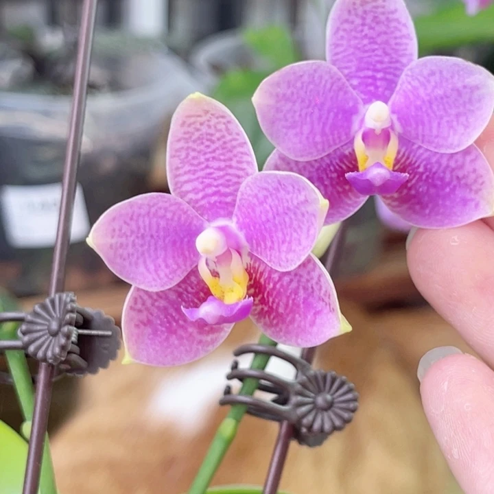 完全开放SWR雪花GV-1461