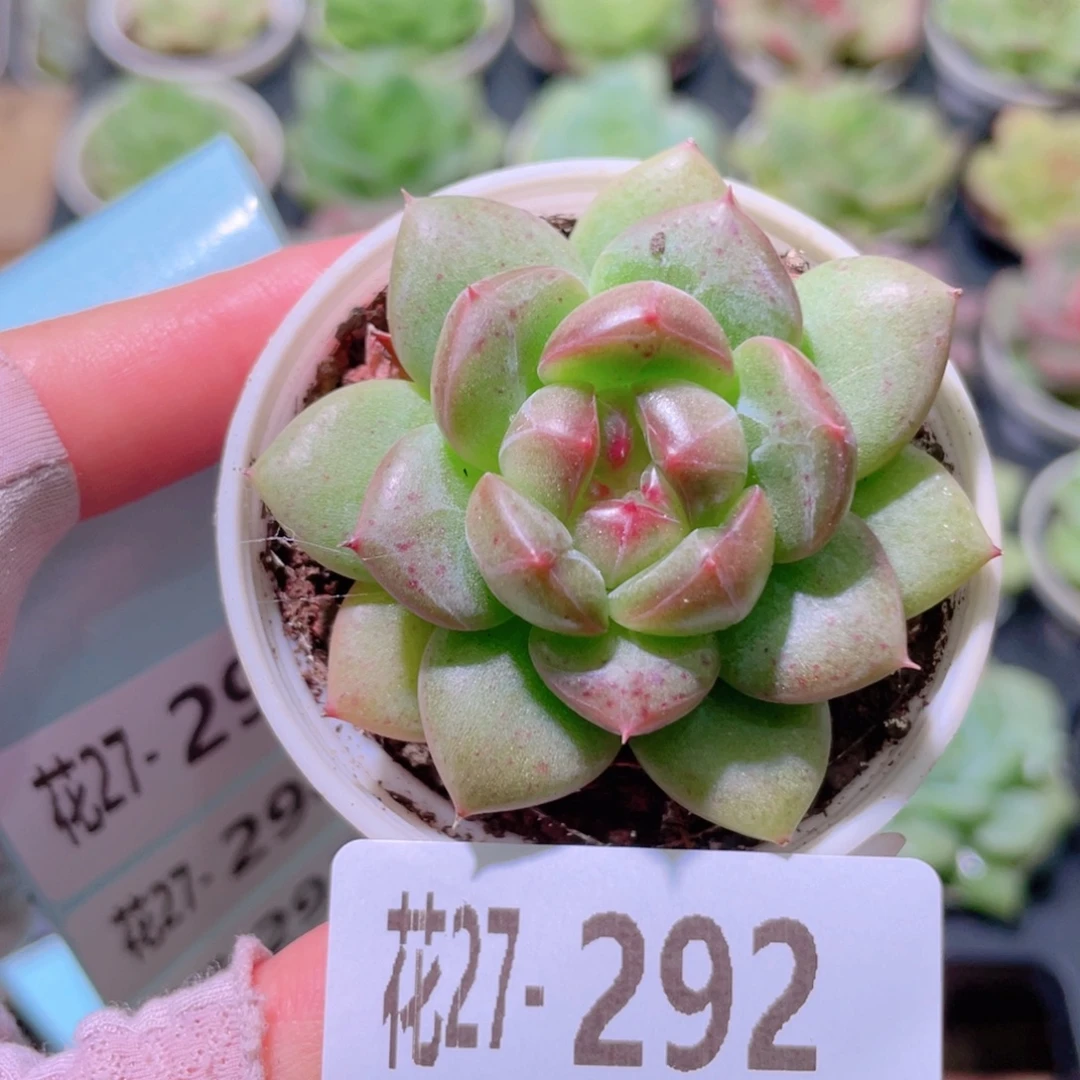 花利美27-292新品