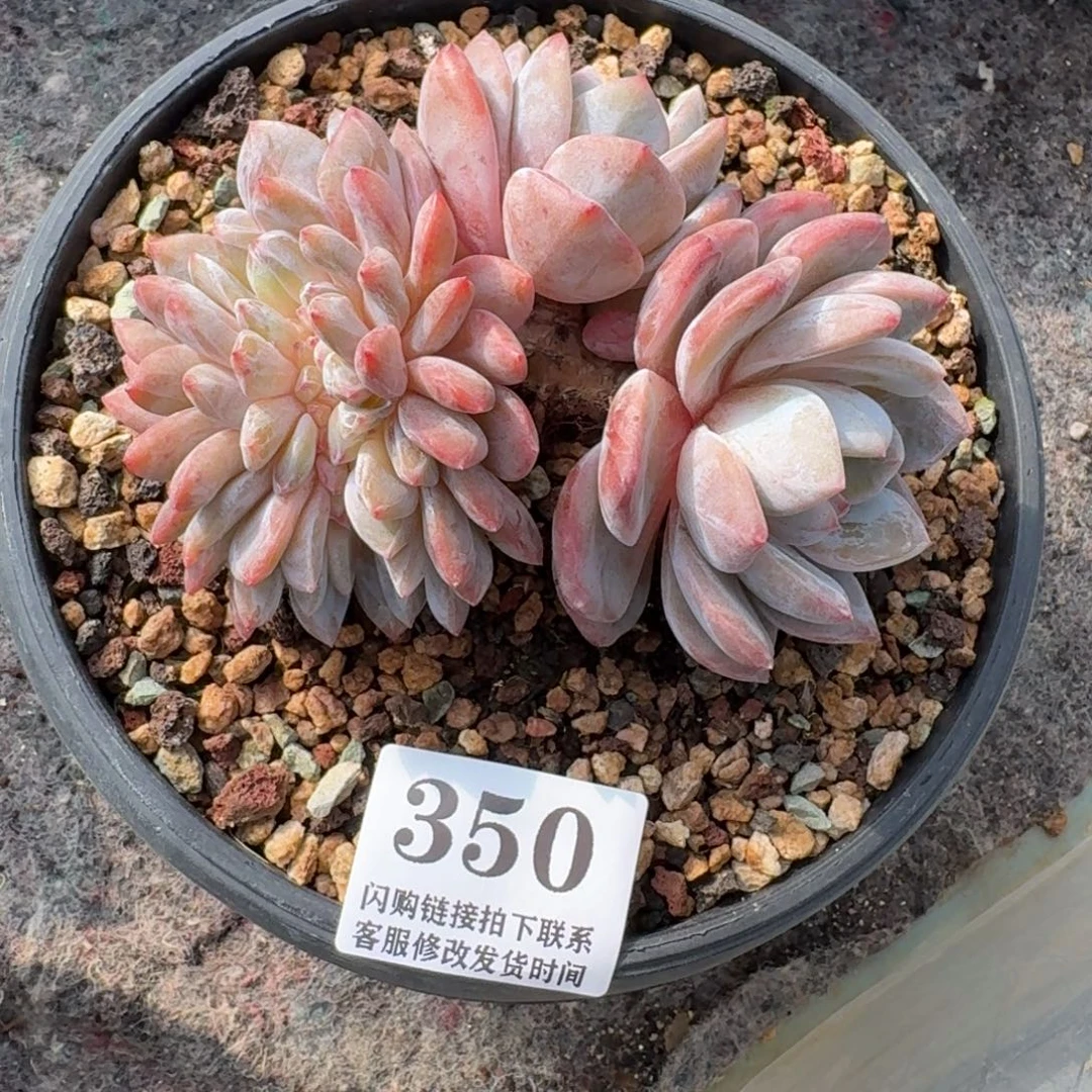 350星影缀化11cm左右无砍