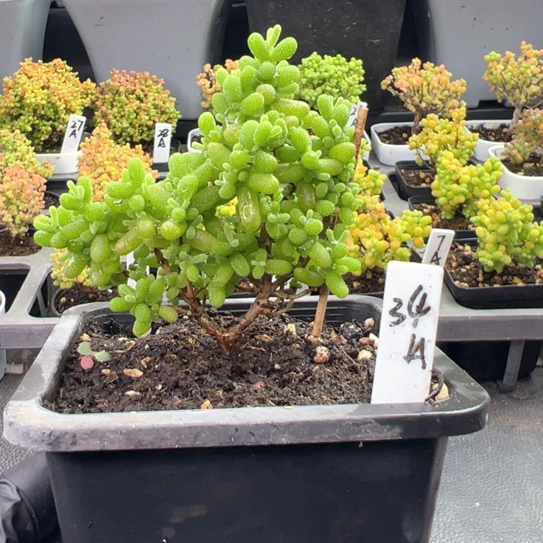 金桔糖球月亮款34号