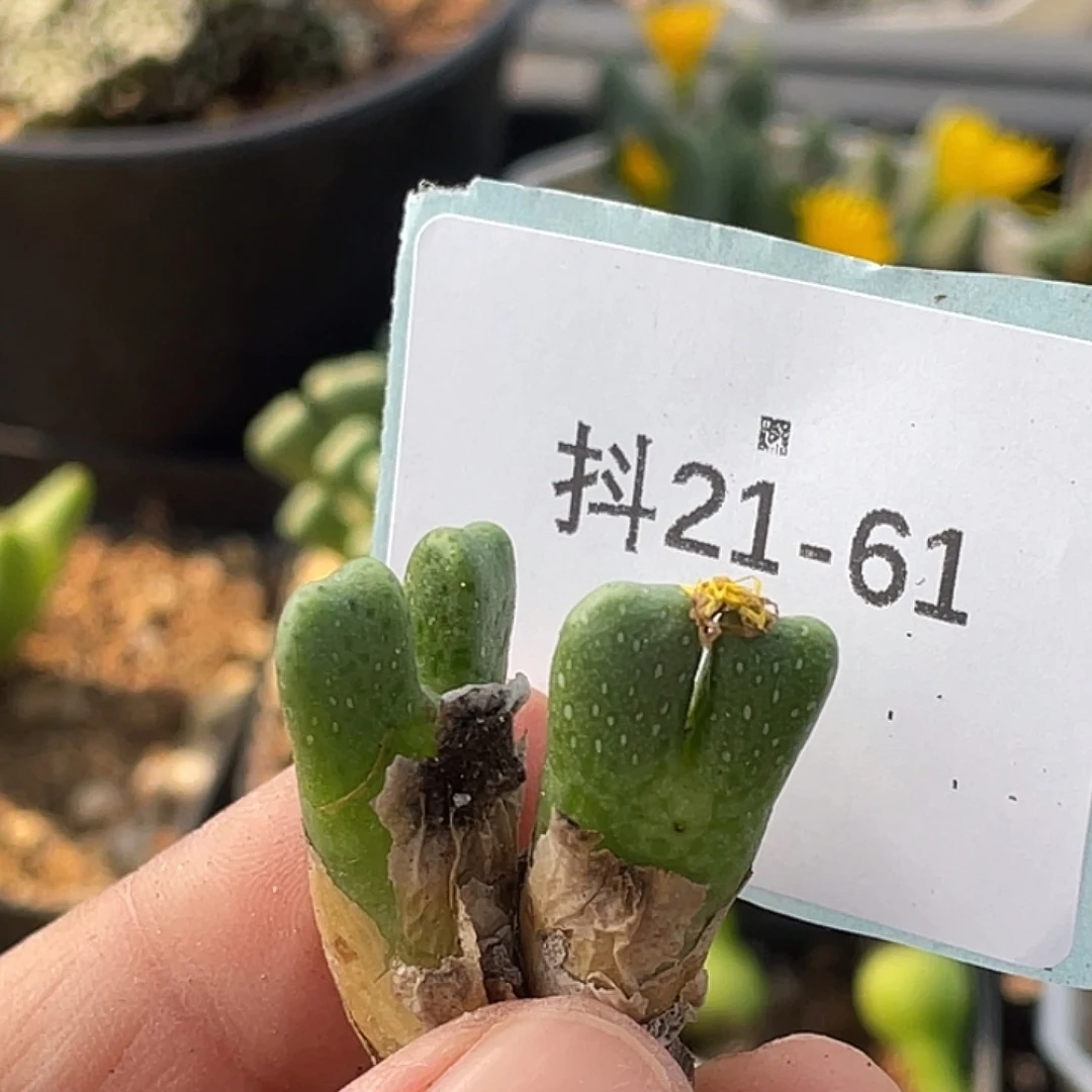 ༄***࿐21-61肉锥多肉植物