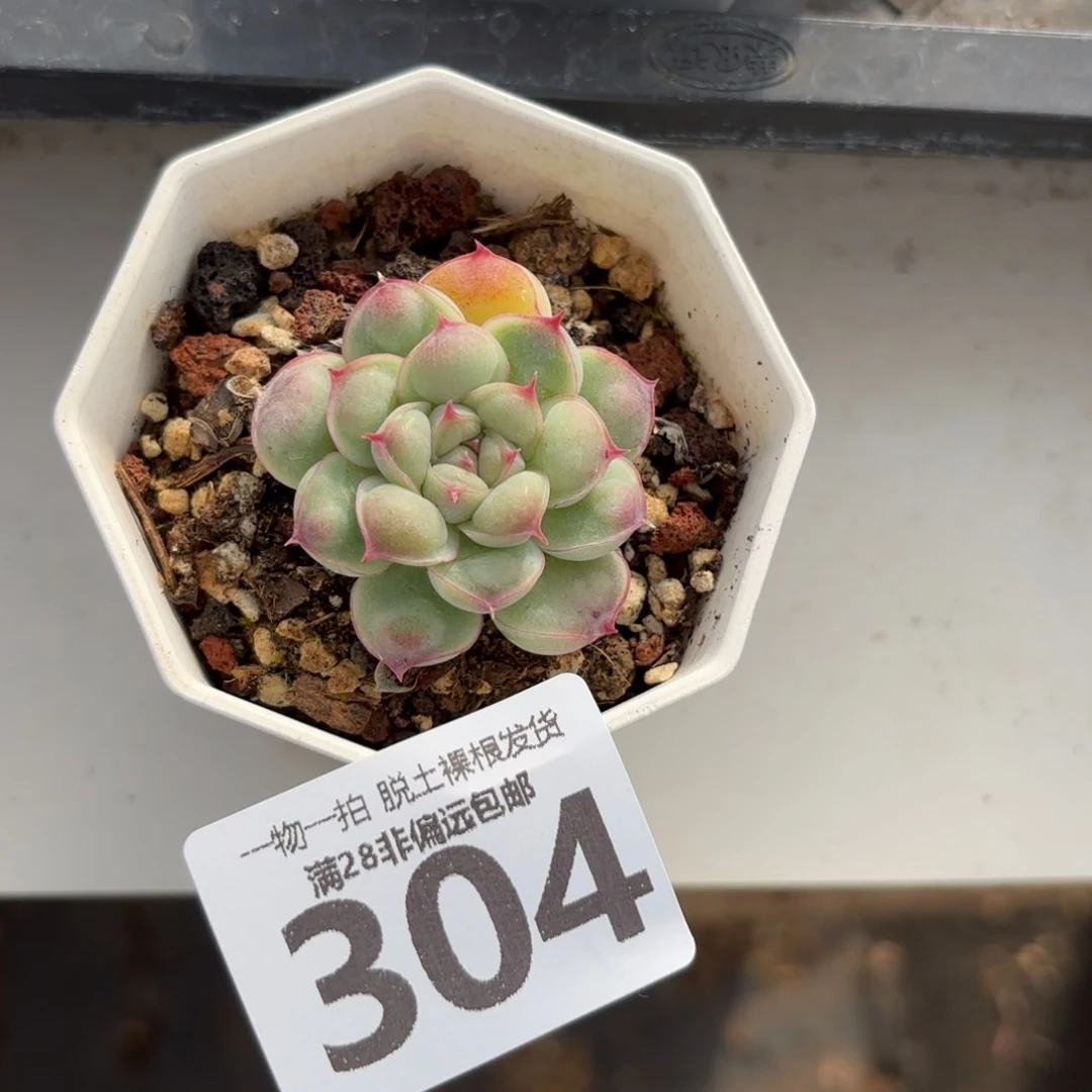 留影单头无盆土发货