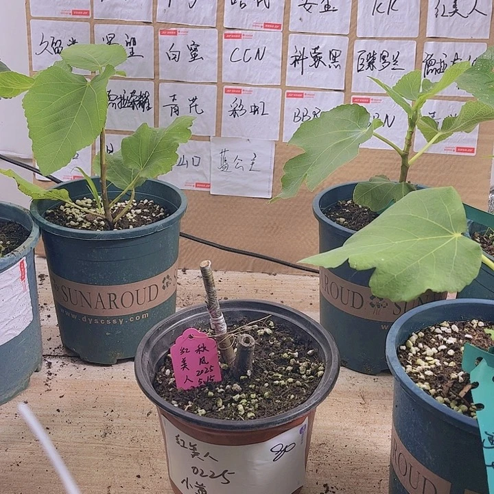 无花朵红美人嫁接苗，一物一拍