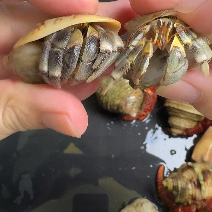 2号2.5，2口磨尖组合虎纹