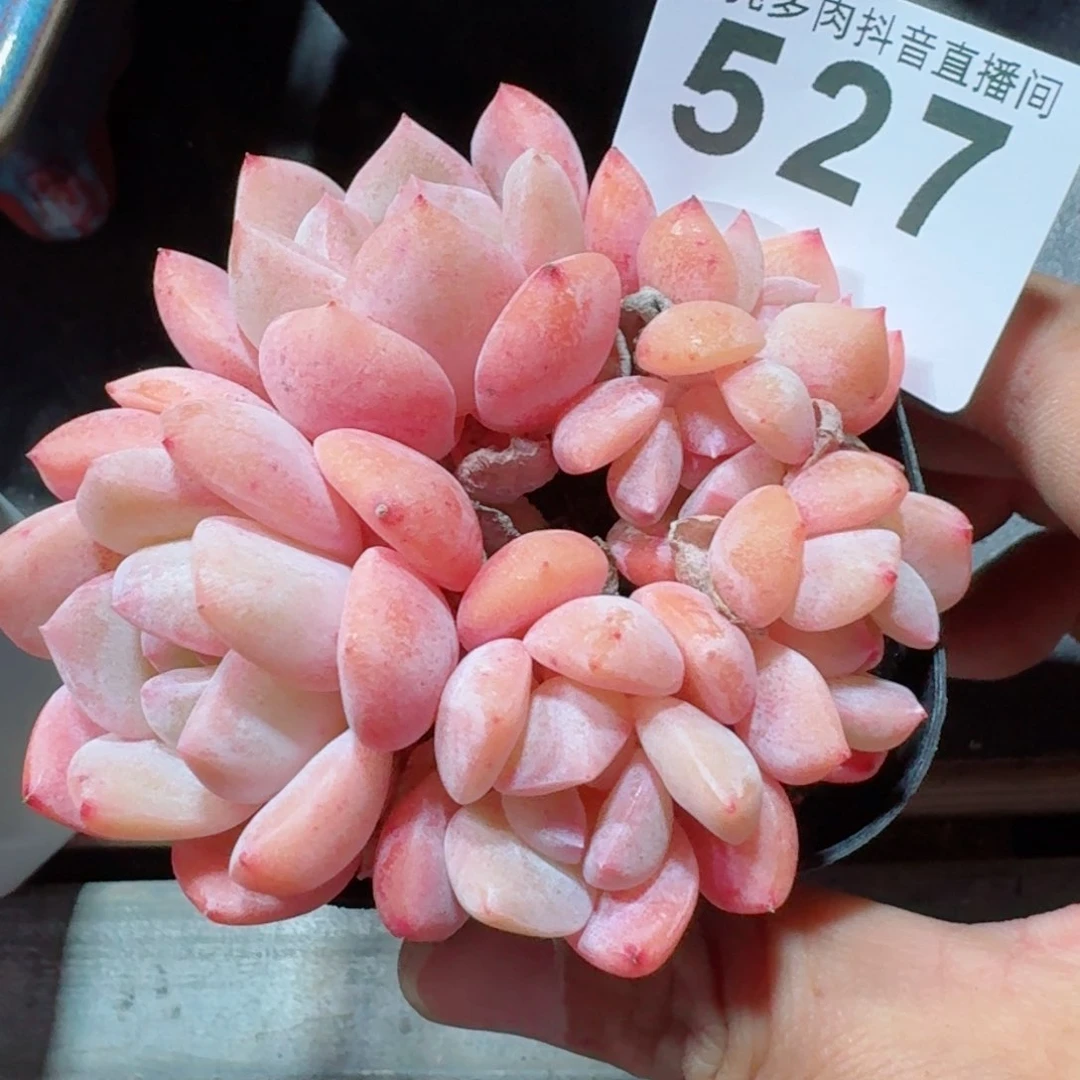果奶群生         精品多肉