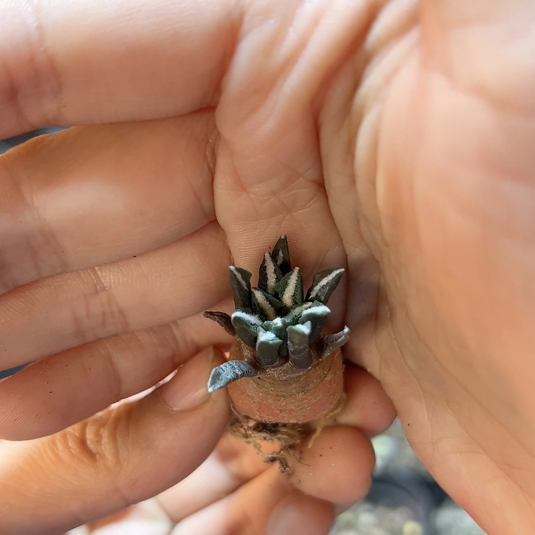 实生黑牡丹1.8公分叶展带盆