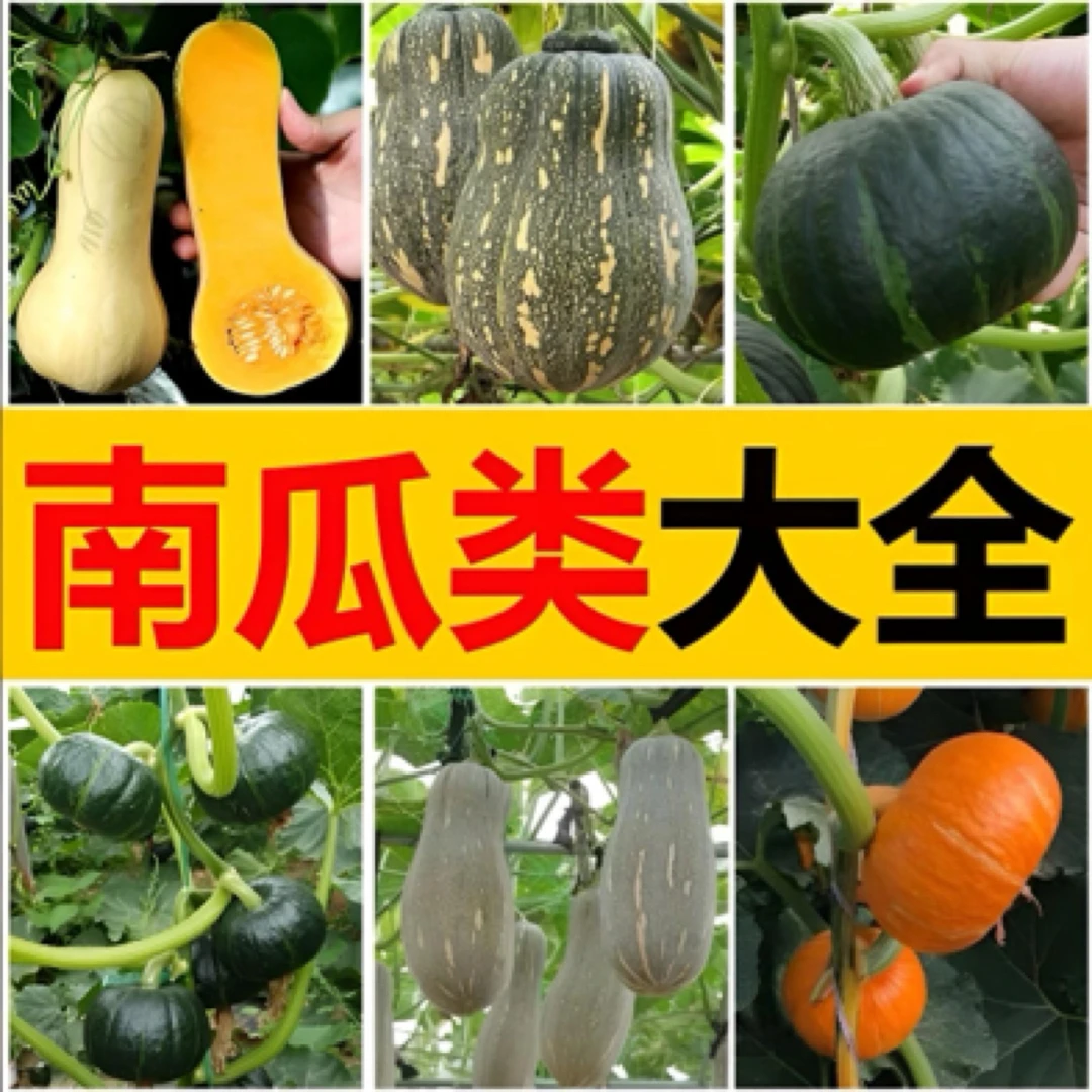 【全店满5包包邮】南瓜种子大全 阳台花盆蔬菜种子