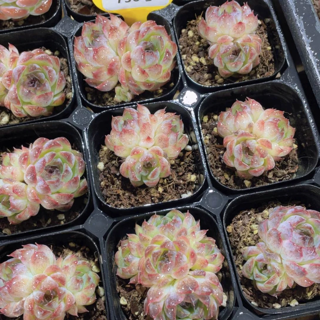 736号 蓝色妖姬双头起一个