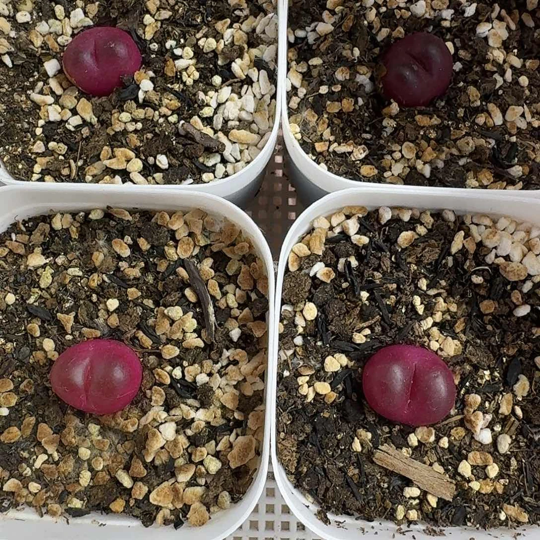 用****0老马生石花吕红878