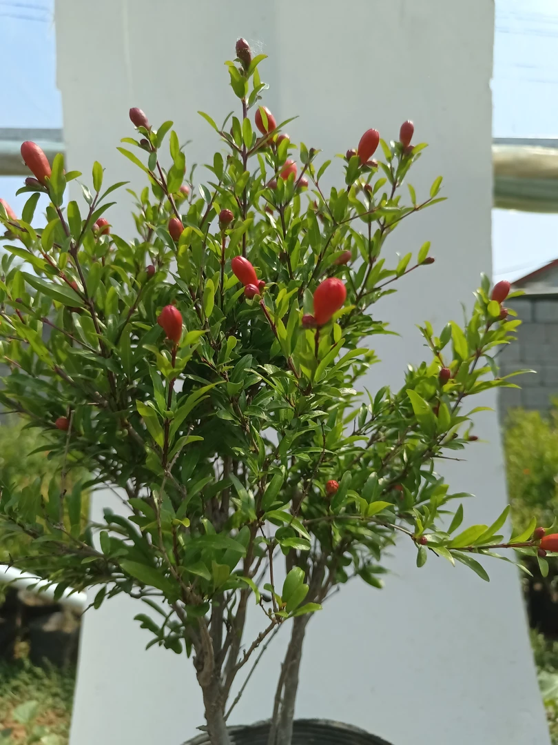 大红袍庭院景观树