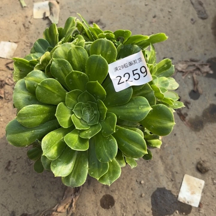 五彩琉璃多肉法师2259