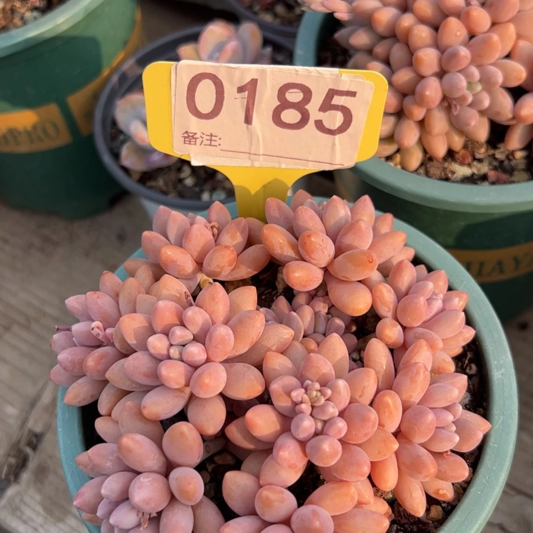 星黛露群多肉植物