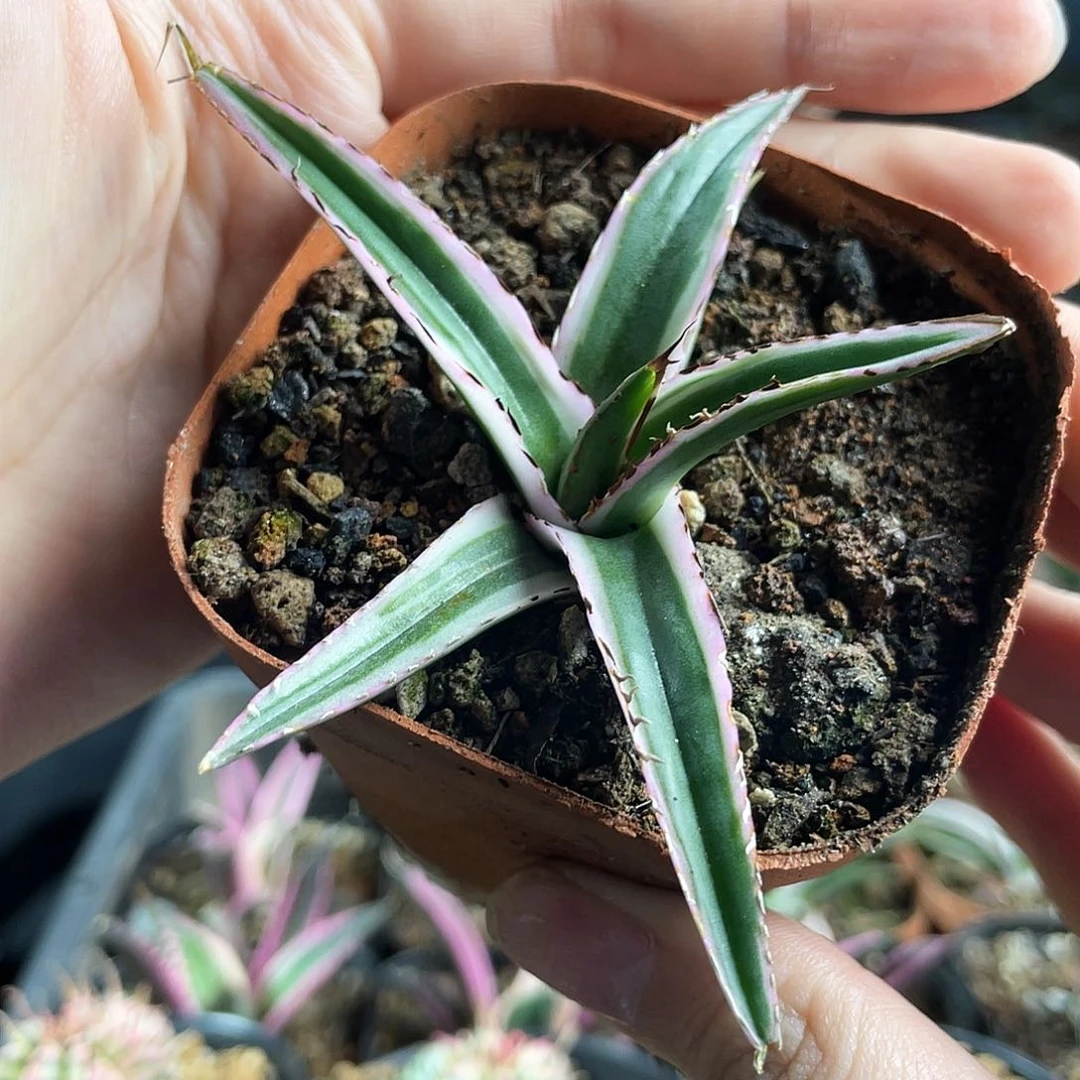 8.5cm冰山龙舌兰1颗
