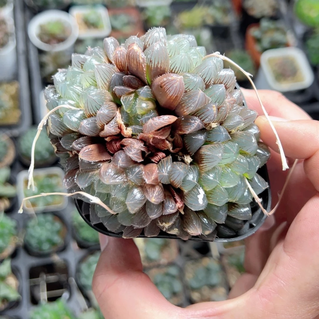 鸿****塑3089多肉植物一颗