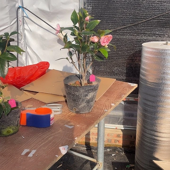 完全开放粉白幻五色赤丹