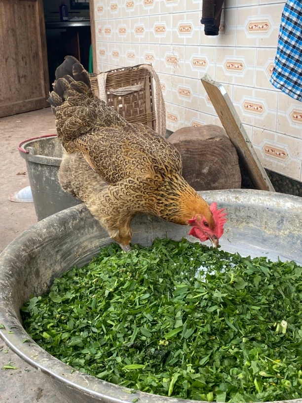 正宗农村散养粮食鸡土鸡包谷鸡健康食材宰杀后真空发货