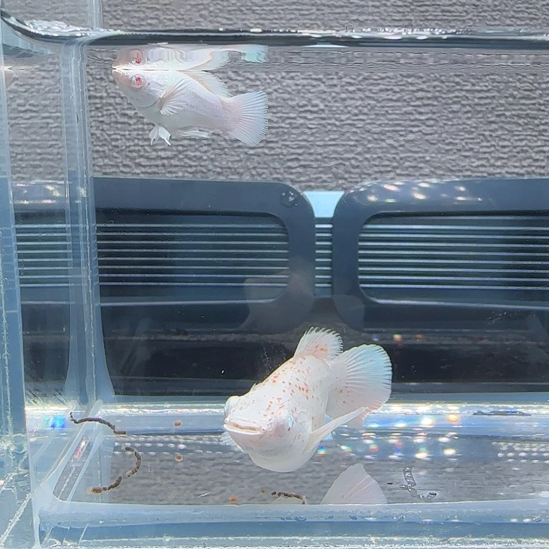 黑玛丽鱼樱花粉钻眼