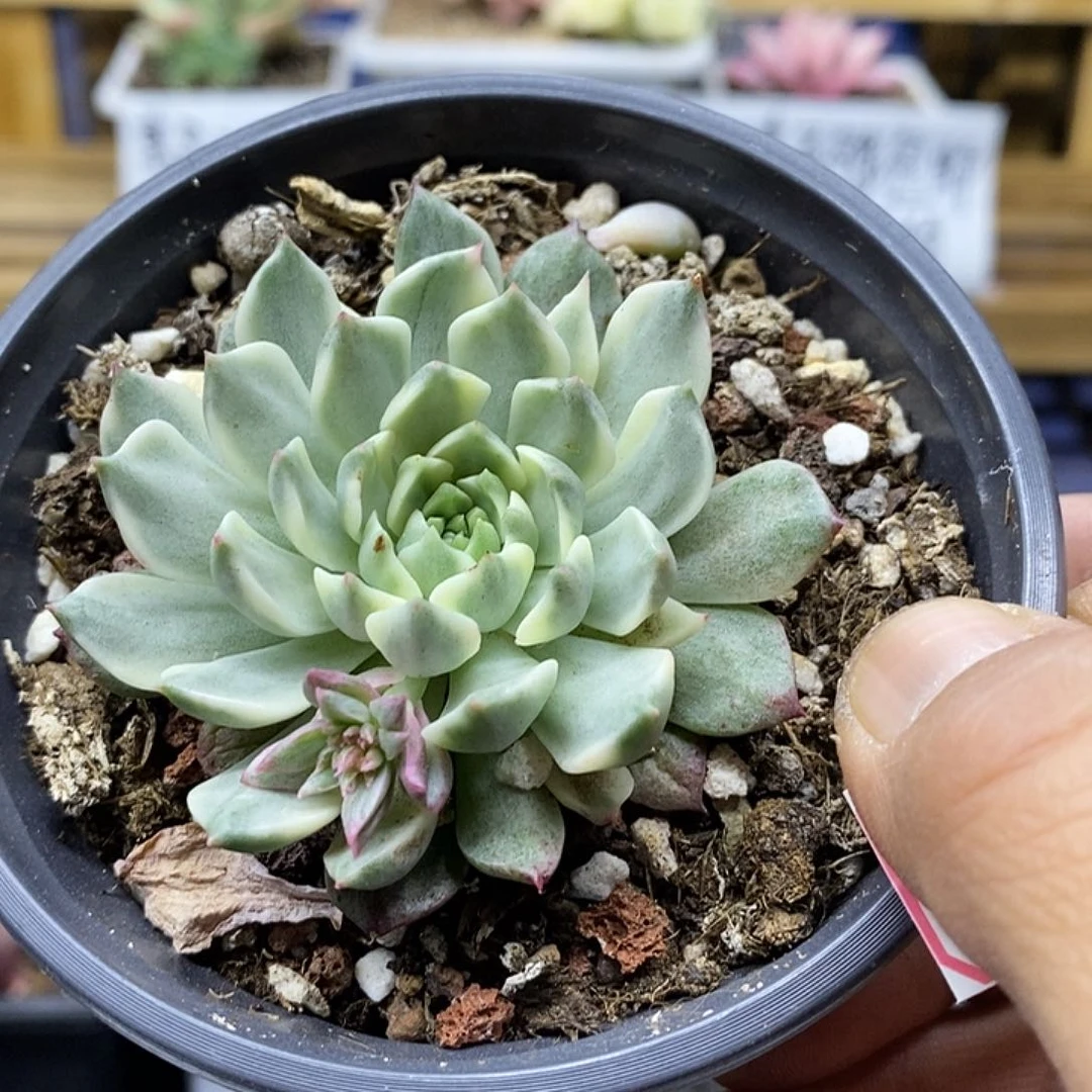 0442 奥利维亚锦