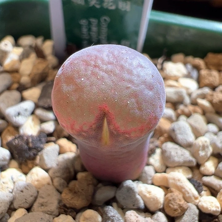 883。小怪物福利。