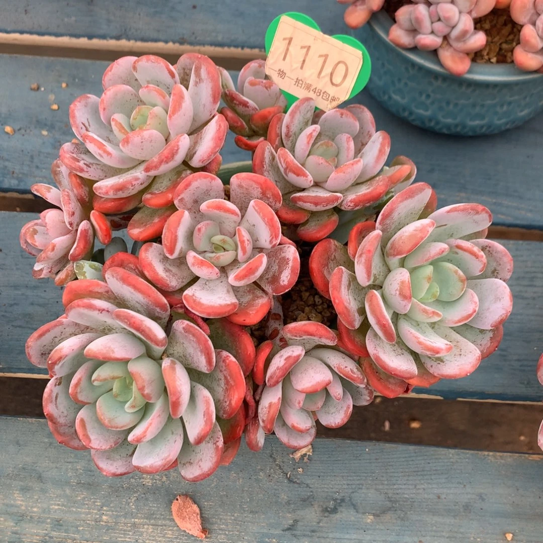 香橙老桩无砍平头1110