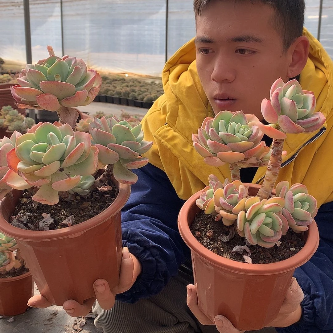 外播多肉白月光9.9